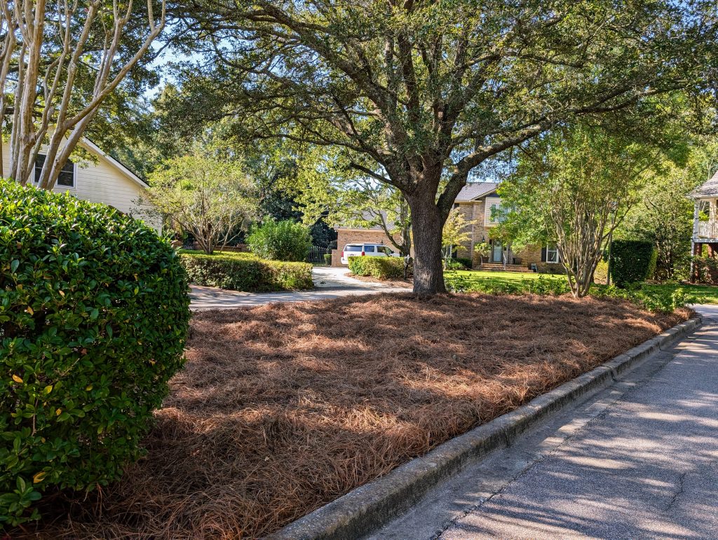 Islands in Parkshore III with fresh pine straw