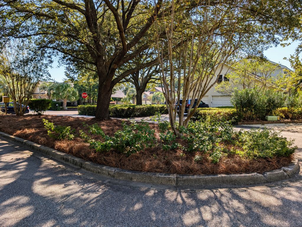 Islands in Parkshore III with fresh pine straw